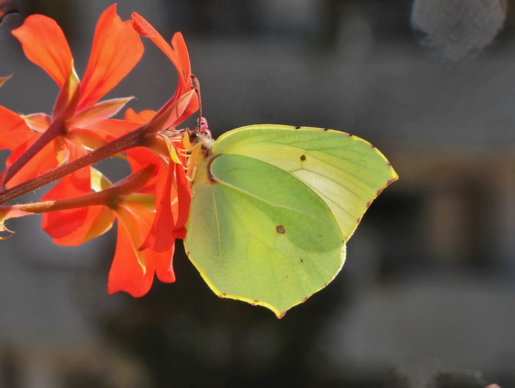 Gonepteryx rhamni ? No, Gonepteryx  cleopatra
